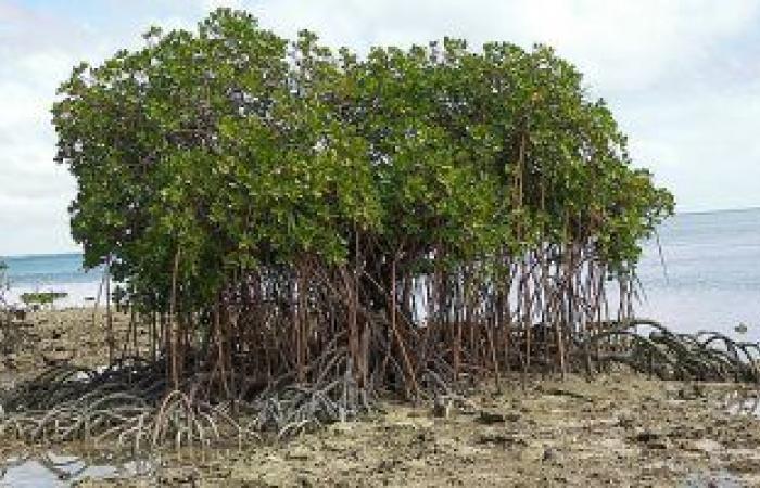 دراسة غابة أشجار المانجروف في خطر صوت الخليج
